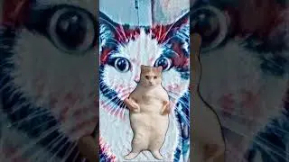 Cat Dancing to EDM  