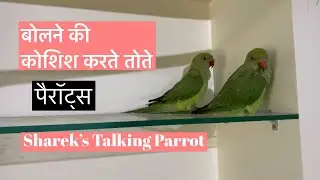 Parrots Trying To Talk || Talking Parrot || Bolne Wala Tota || Mithu || The Talking Parrot || Birds