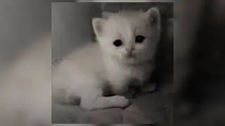 монеточка - ушла к реалисту (speed up)