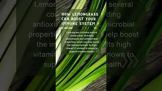 Amazing of Lemongrass for Your Body, Mind, and Skin | Discover Lemongrass Benefits