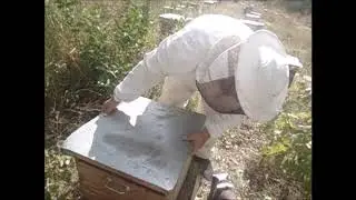 Среднерусские пчелы татарской популяции (итоги сезона).