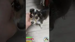 Щенок, у которого были приступы