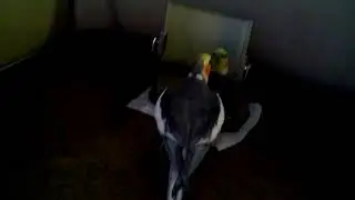 Мой попугай говорит