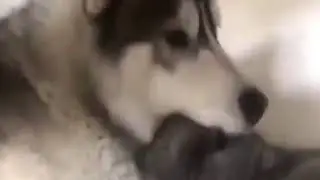 Собачка Пристаёт К Котейке