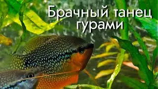 Размножение в общем аквариуме. Breeding shrimp and fish.