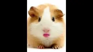 Hammy videos