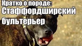 Стаффордширский бультерьер - кратко о породе