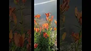 Мятно-лилийный солнечный день