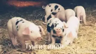 Тунгиз йили