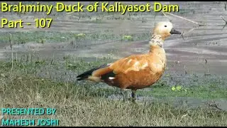 Brahminy Duck of Kaliyasot Dam - Part 107