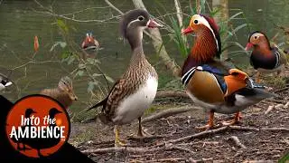 Ducks - Mandarin Duck - Mallards - Nature Relaxation - No Music - 4K