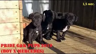 PRIDE G&K PUPES  (BOY X MERCEDES) ОТЧЁТ ПО БРОНИ 1.5 мес