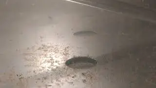 Личинки суматранского барбуса усеяли всё дно.