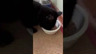 Shadow piggin out! #ailurophile #blackcatshortsvideo #shadow #blackcatlife #minipanther