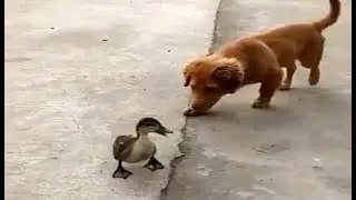 Утка чуть не откусила собаке...