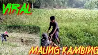 {Viral Maling Kambing}//Madura Lucu...