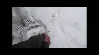 15 декабря и немного накануне. Зима, все птички хотят жрать и мои и дикие.