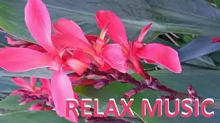 RELAXING MUSIC 🌺   FLOWER THERAPY #relax #music