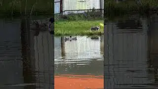 Кошка и утки