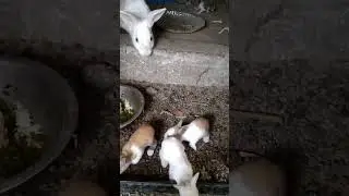 #rabbit