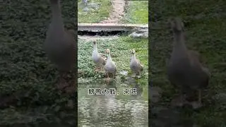 鵝鴨大戰，來吧！