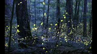 AERØHEAD - Path of the fireflies [NCS Release]