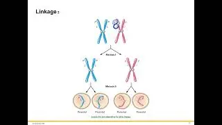 Linked genes and mitochondrial DNA inheritance.
