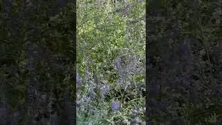 Бабочка? 🙄 А может птичка? 🧐.
