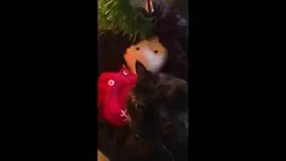 Dharma & Miso & Holly with Ugly Christmas tree 2017