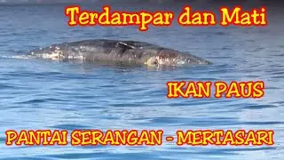 Paus terdampar dalam keadaan Mati|| pantai serangan - pantai mertasari