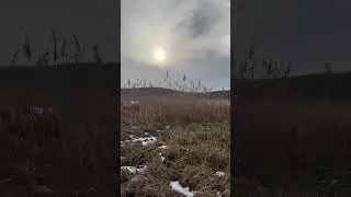 Красивый подьём)Лабрадор работает по фазану) 