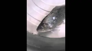 Невероятно! Замороженная рыба ожила!  Такого не может быть!