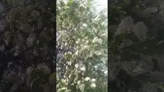 За что люблю тебя я май!