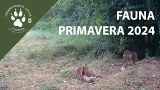 La fauna della Primavera 2024