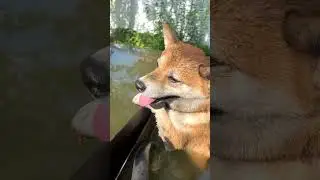 Лучший друг #stupnikova #shorts #shiba #dogs #doglover #nature #relax #cutedog #bestmoments