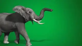 green screen elephant video