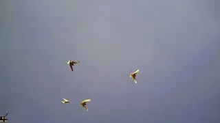20 06 22г Двухчубая удышка