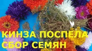 КАК СОБРАТЬ СЕМЕНА КОРИАНДРА