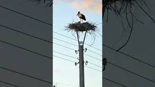 Why don't birds get electrocuted on wires? 