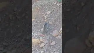 There is no chance to survive by running