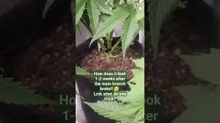 2 weeks after fixing a main branch? 🌳 😲