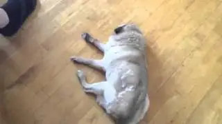18 year old Pug sleeping weird