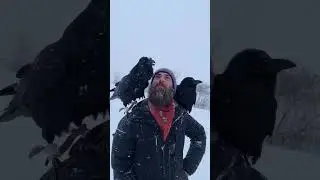 Говорящий ворон 