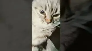 Кошак отдыхает