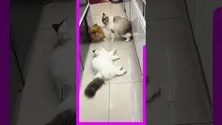 the cutest referee in a fight. #highlights #cute #cutecat #cutedog #funny #cat #dog #viralshorts