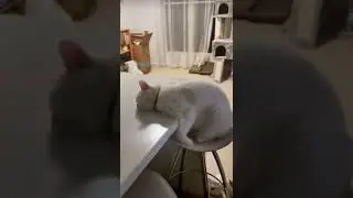 #котики