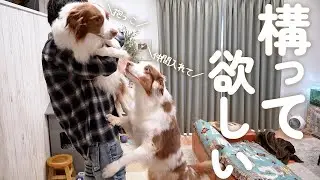 出勤１分前までかまちょな犬達が可愛いすぎて毎朝大変です！！ｗ【ボーダーコリー・オーストラリアンシェパード】