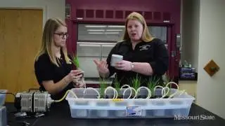 Bears Show How To Grow Plants Hydroponically