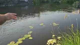 #fishing #природа #вечер у реки