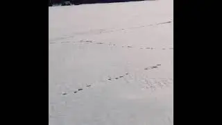 Светловодск сноукайтинг в районе "Волны".